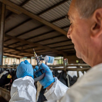 Ampliación | Nuevo foco de dermatosis nodular en vacas sin vacunar en el Alt Empordà (Girona) Ampliación | Nuevo foco de dermatosis nodular en vacas sin vacunar en el Alt Empordà (Girona)