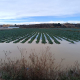 Asaja prevé una campaña de riego razonablemente normal pese a las lluvias continuas
