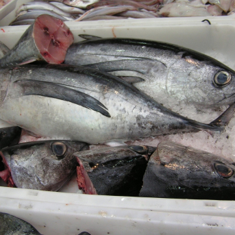 España entra en dependencia de pescado el 9 de mayo. Pescado. Sardina. Pesca sostenible. UE. Estock NEF, ANIOL ESTEBAN
