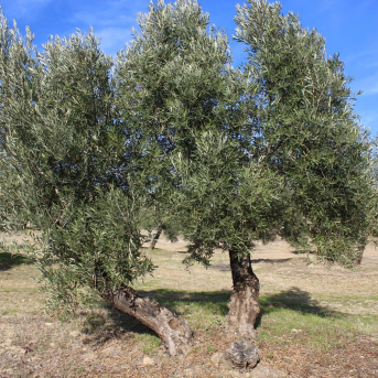 Descubren un método pionero para medir glifosato en suelos de olivar europeos