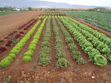 La Unió reclama igualdad para los ecológicos valencianos ante importaciones “desleales”
