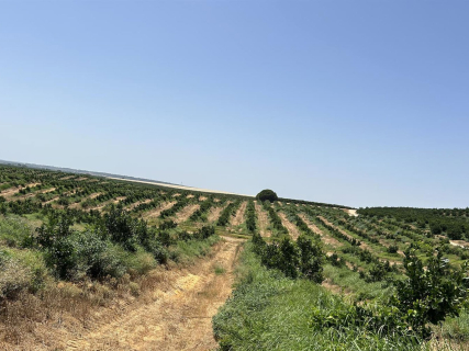 Landa (Bankinter y Nuveen) compra de una finca de cítricos de 250 hectáreas ubicada en Huelva BANKINTER