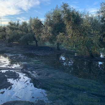 Asaja alerta de que la producción de aceite en Córdoba hasta diciembre cae un 30% frente a hace un año