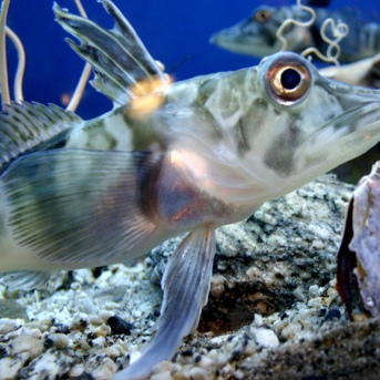 La Presencia De Hierro En El Agua, Clave Para Explicar La Cantidad Y Distribución De Los Peces En Los Océanos UNIVERSIDAD AUTÓNOMA DE BARCELONA