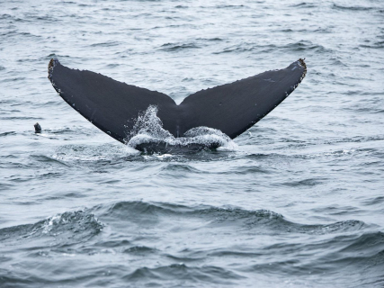 Cola de ballena Europa Press/Contacto/Marty Bicek