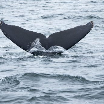 Cola de ballena Europa Press/Contacto/Marty Bicek