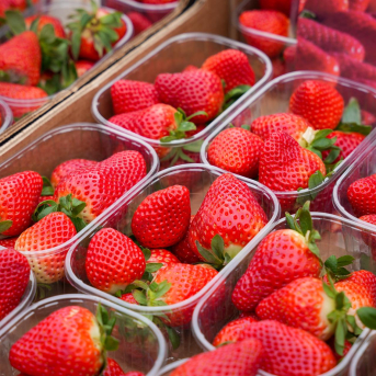 La recogida de fresa arranca con menos volumen semanal por el tiempo frío y la falta de luz