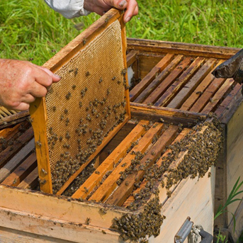 Imagen de archivo de apicultores LA UNIÓ