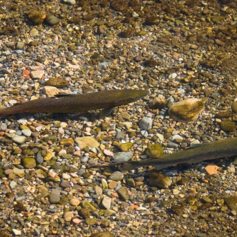 Cantabria aprueba la nueva Orden de Pesca en aguas continentales para 2026