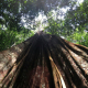 Árbol grande del Amazonas DAVID BARTHOLOMEW
