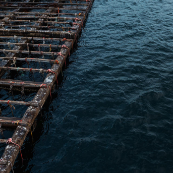 Mar permite 100 cuerdas extra de engorde en bateas cerradas por toxina