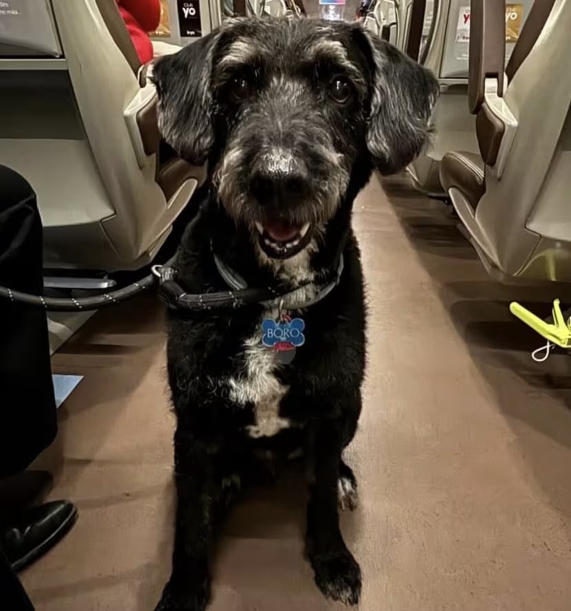 El perro Boro desaparecido tras el accidente de trenes de Ademuz. - PACMA El perro Boro desaparecido tras el accidente de trenes de Ademuz. - PACMA