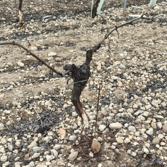 Asaja CLM tacha de inútil la comarca cinegética por daños de conejo