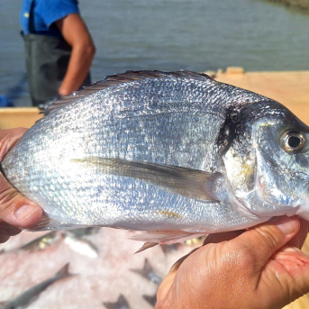 La Junta apoya que la IGP Pescado de Esteros se inscriba en el registro europeo