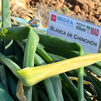 Madrid inscribe por primera vez dos variedades de cebolla blanca y morada de Chinchón Madrid inscribe por primera vez dos variedades de cebolla blanca y morada de Chinchón
