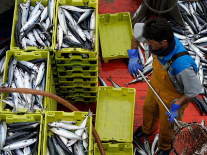 Bruselas respalda la inquietud de España e Irlanda por la cuota de caballa de Reino Unido y Noruega