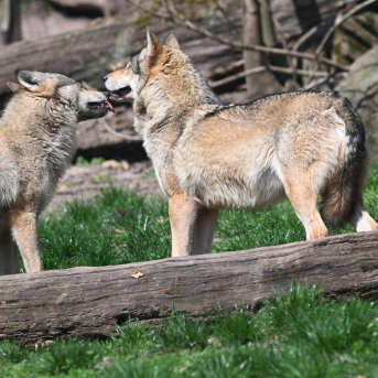 Seis comunidades se citan en Santander para coordinar la gestión del lobo ibérico este viernes