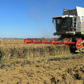 AVA-Asaja califica de inútil la cláusula automática del arroz aprobada en la comisión de comercio del Parlamento Europeo