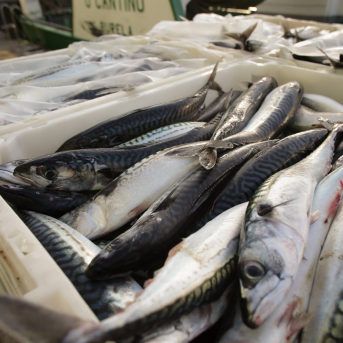 El Gobierno reparte las cuotas de pesca de especies clave para más de 5.000 buques en caladero nacional El Gobierno reparte las cuotas de pesca de especies clave para más de 5.000 buques en caladero nacional