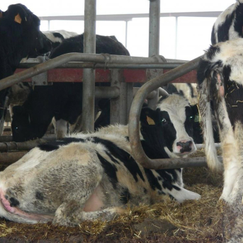 Agricultura adelanta el pago de las ayudas ganaderas de la PAC 2025 en Aragón