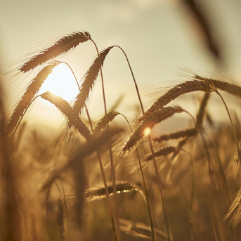 El domingo arranca el plazo para pedir las ayudas de la PAC de 2026