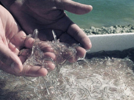 Sumar Asturies exige un plan para el cierre ordenado e inmediato de la pesca de la angula