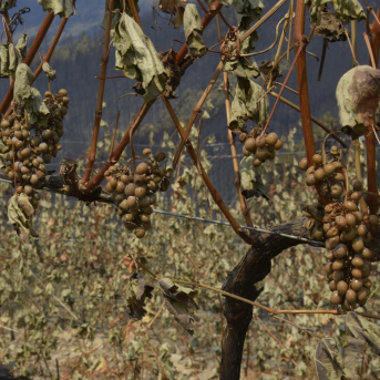 Las indemnizaciones del seguro agrario en Galicia baten récord en 2025 con 33 millones abonados