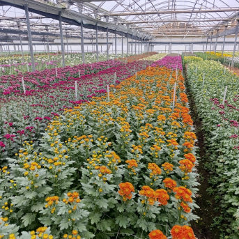 La flor cortada salva San Valentín mientras Chipiona reclama ser zona catastrófica