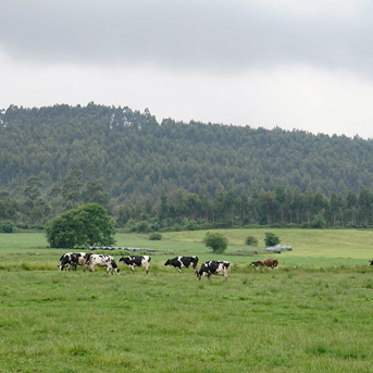 Las indemnizaciones del seguro agrario en Cantabria en 2025 rondan los cinco millones de euros