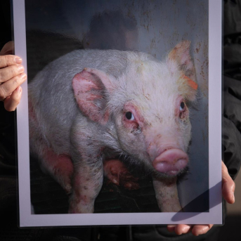 Concentración por el Día Internacional de los Derechos de los Animales (DIDA), organizada por Igualdad Animal, en la Puerta del Sol, a 13 de diciembre de 2025, en Madrid (España). Fernando Sánchez - Europa Press