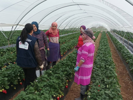 El mal tiempo retrasa la incorporación de más temporeras marroquíes a la campaña agrícola de Huelva