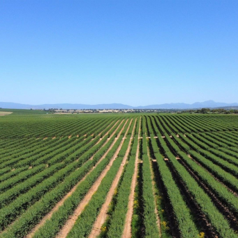 ISFA capta 50 millones para impulsar su crecimiento en agricultura sostenible ISFA capta 50 millones para impulsar su crecimiento en agricultura sostenible