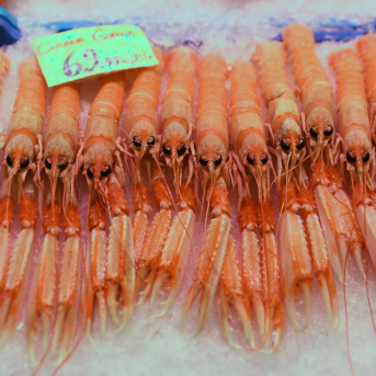 El Gobierno adelanta las cuotas de cigala en el Golfo de Cádiz para optimizar la gestión de la flota