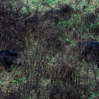 Ordeig asegura que el Govern trabaja para garantizar la recogida de carne de caza este fin de semana
