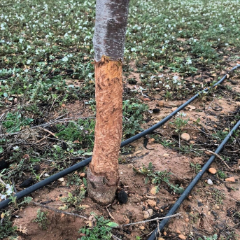 Asaja C-LM expresa su “decepción” porque la Junta no asuma todas sus propuestas contra los daños del conejo