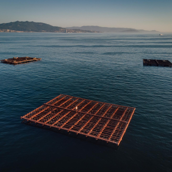 Vuelven a operar todos los polígonos de bateas de la ría de Pontevedra tras el cierre por toxinas