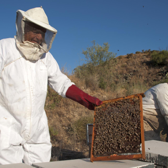 Origen España suma a la DOP Miel de Málaga como nuevo miembro de pleno derecho