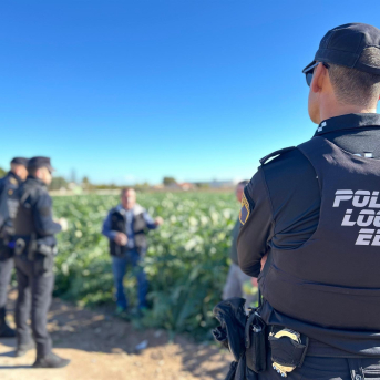 Refuerzan la vigilancia en el Camp d'Elx durante la campaña de la alcachofa para frenar robos