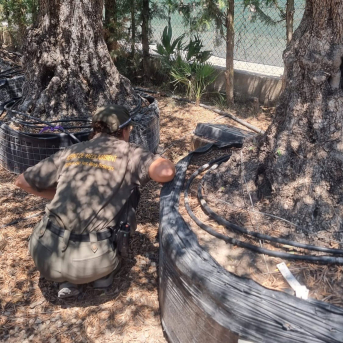 El Govern realizó 94 controles en viveros para frenar serpientes invasoras y abrió 21 actas en 2025 El Govern realizó 94 controles en viveros para frenar serpientes invasoras y abrió 21 actas en 2025