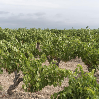 Récord de indemnizaciones del seguro agrario en La Rioja en 2025 con 34 millones de euros