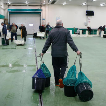 Las lonjas gallegas arrancan 2026 con menos ventas y marisco diezmado por temporales y baja salinidad