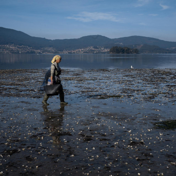 Alertan de pérdidas de 59 millones en el marisqueo de la ría de Arousa en el último lustro
