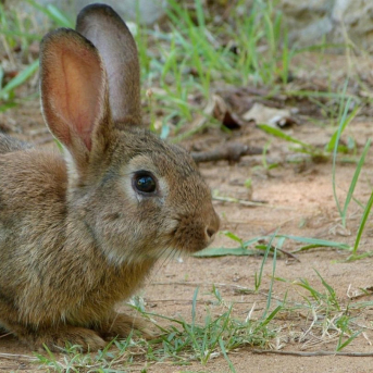 Asaja Castilla-La Mancha ultima su denuncia ante la Fiscalía por los daños del conejo en el campo