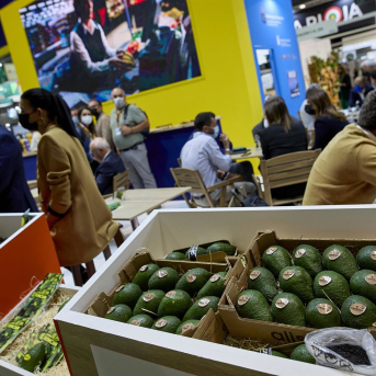 Varias cajas de aguacates. Jesús Hellín - Europa Press