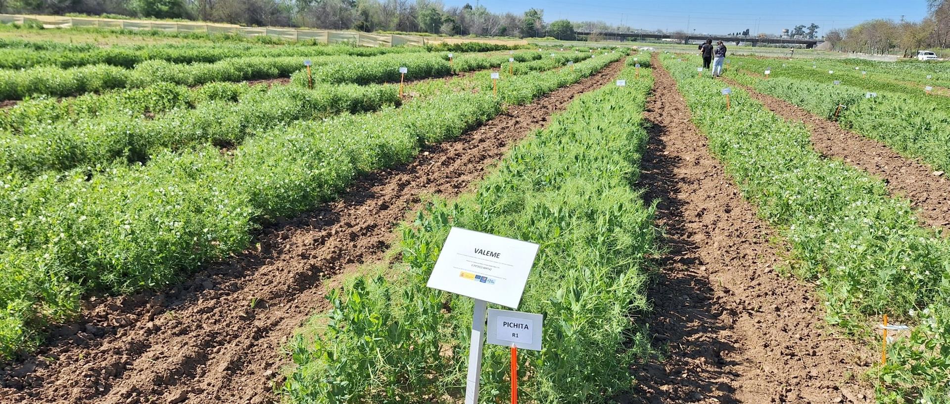 El IAS-CSIC impulsa la mejora de leguminosas con múltiples proyectos de I+D El IAS-CSIC impulsa la mejora de leguminosas con múltiples proyectos de I+D