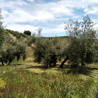 El temporal amenaza con recortar en 36.000 toneladas la producción de aceite en la provincia de Granada