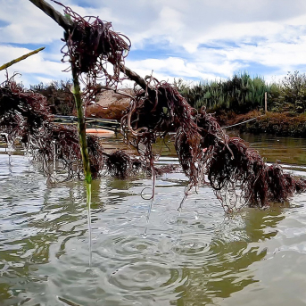 Un estudio impulsa la incorporación de macroalgas en acuicultura multitrófica integrada