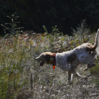 Confirman un caso de enfermedad de Aujeszky en un perro tras una montería en Los Corrales de Buelna Confirman un caso de enfermedad de Aujeszky en un perro tras una montería en Los Corrales de Buelna