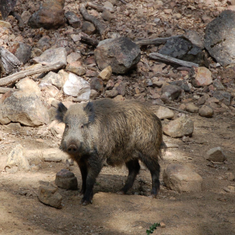 Castilla-La Mancha amplía los periodos de caza mayor ante la sobrepoblación de especies cinegéticas