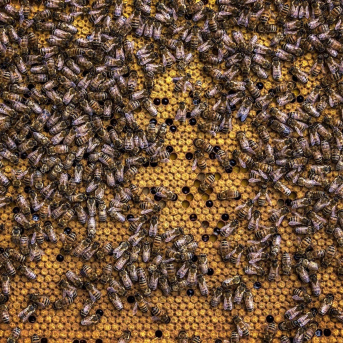 Desde este viernes se podrán pedir ayudas para la campaña apícola de 2026 en Castilla-La Mancha Desde este viernes se podrán pedir ayudas para la campaña apícola de 2026 en Castilla-La Mancha